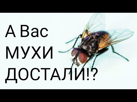 Видео: Компостные мухи - причины и способы устранения комнатных мух в компосте