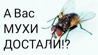 Надоели мухи? Как избавиться от мух? Все способы борьбы с мухами.