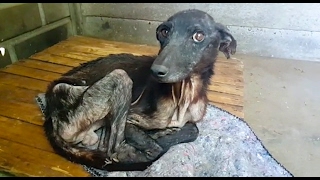 Abused whippet finally finds peace