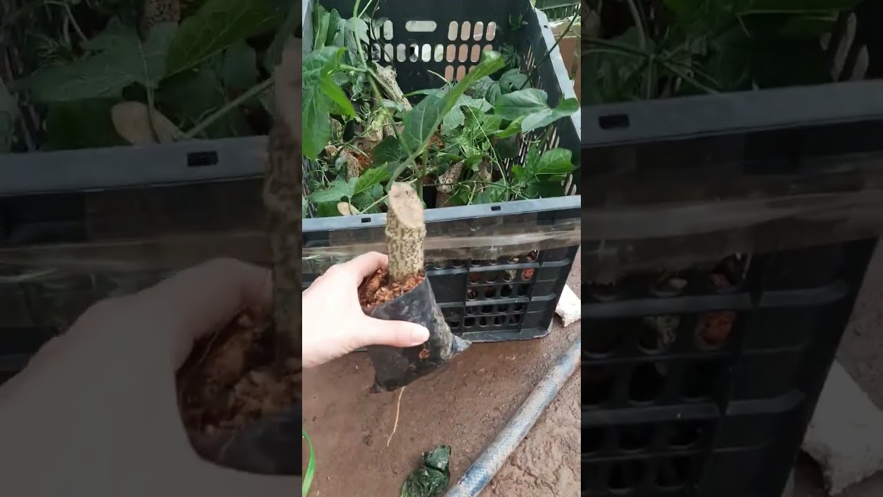 Gấc Lai Cao Sản Giống Nhà Vườn Đạt Nhung 0978073003