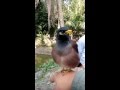 Talking Bird (Shokha) 1 কথা বলা শালিক (সখা)