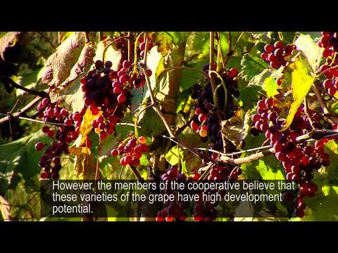 ღვინის წარმოება გურიაში - კოოპერატივი „ბუკისციხე“