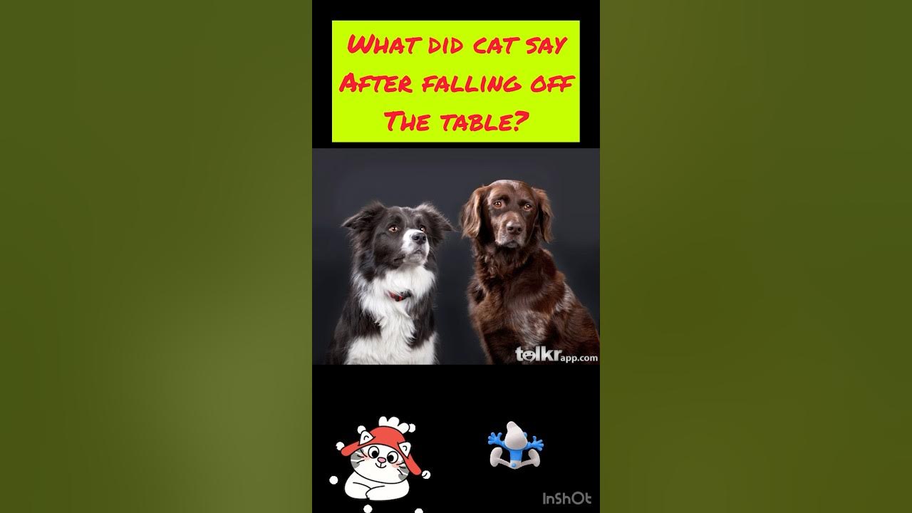 What did the cat say after falling off the table? YouTube