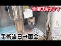 【閲覧注意:傷口映ります】手術当日から面会まで。【フレンチブルドッグ frenchbulldog】
