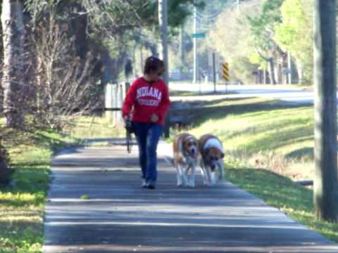 Available For adoption Barnum and Bailey