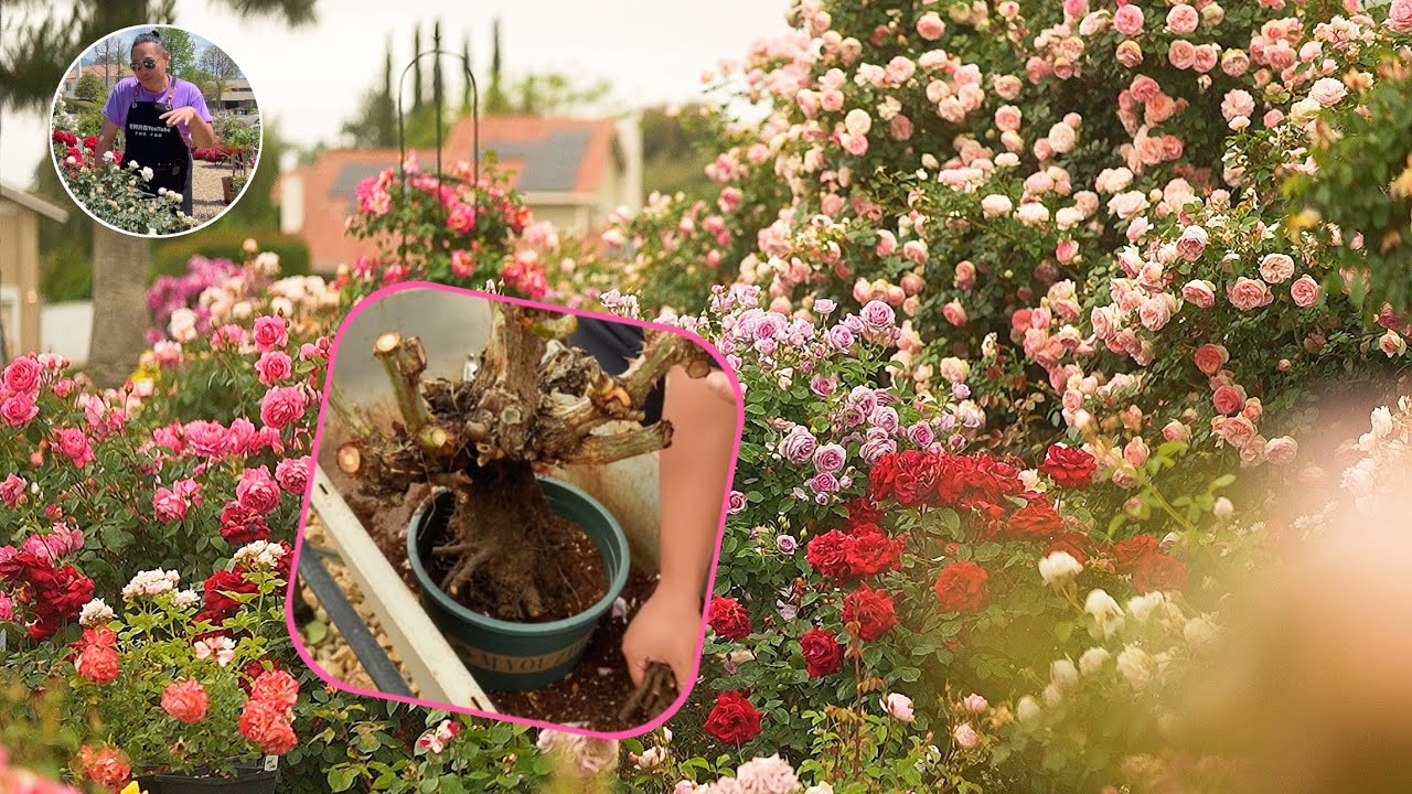 从小白到种植高手的绝密技巧🌹初夏玫瑰花移栽大揭秘👏园艺篇622