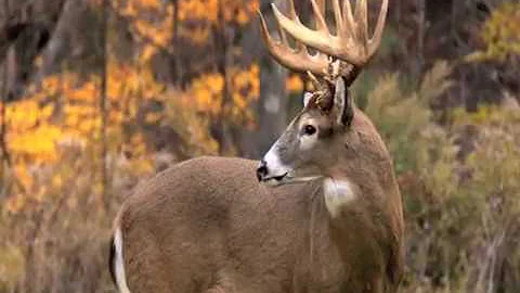 Ojibwe Word Of The Day  Ayaabe 'A buck'