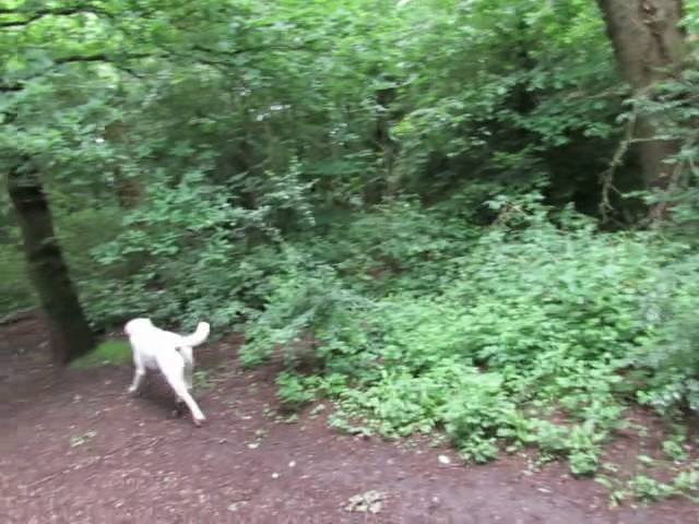 カラスに襲われる Youtube カラスに襲われる Youtube