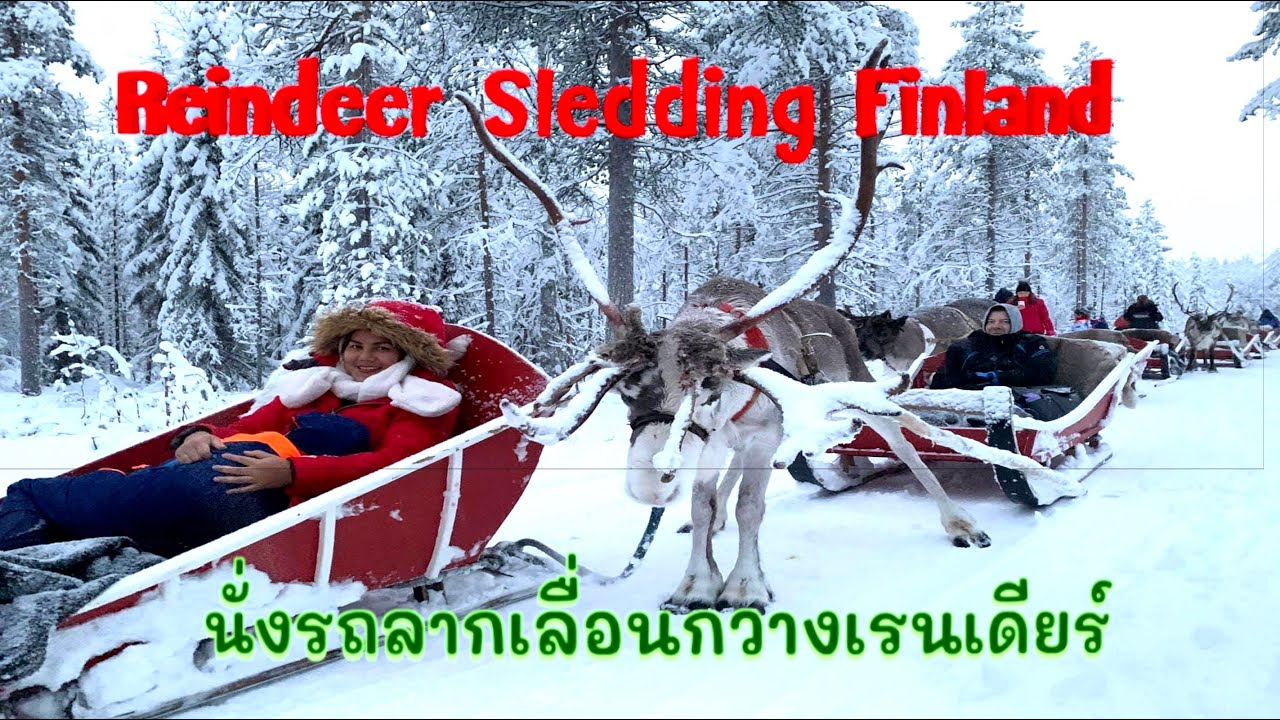 Reindeer sledding Lapland  Finland.พานั่งรถรถลากกวางเรนเดียร์ซานต้าครอสฝ่าพายุหิมะเข้าป่าฟินเเลนด์