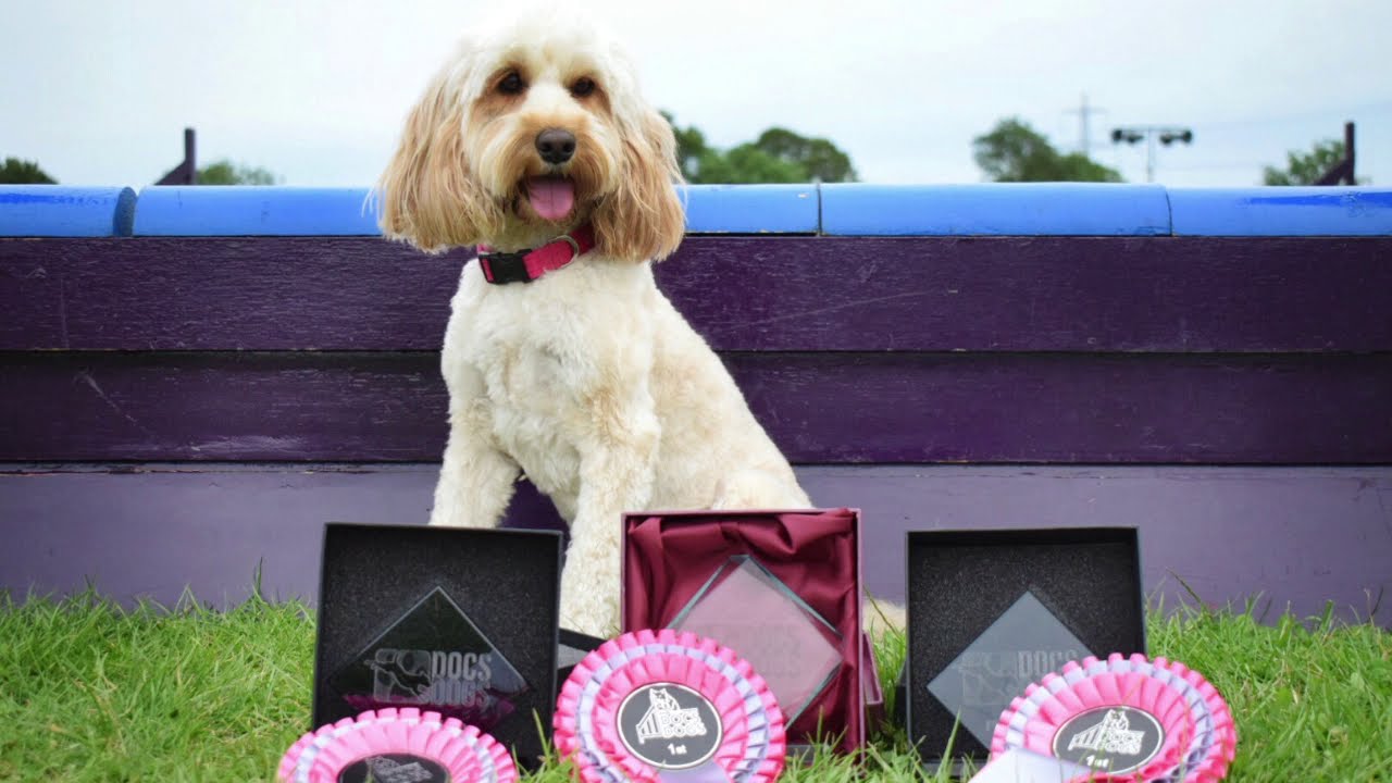 Darcy's Agility Journey (2015 - 2020)