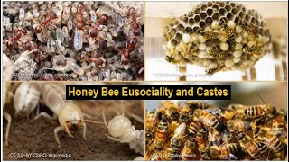 Honey Bee Eusociality and Castes | honeybee colonies | Haplodiploidy | Apiculture of honey bees 7.05