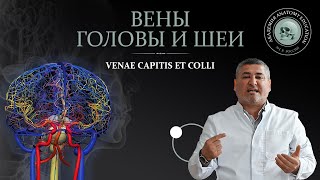 Вены головы и шеи. Анатомия человека / Anatomy Education