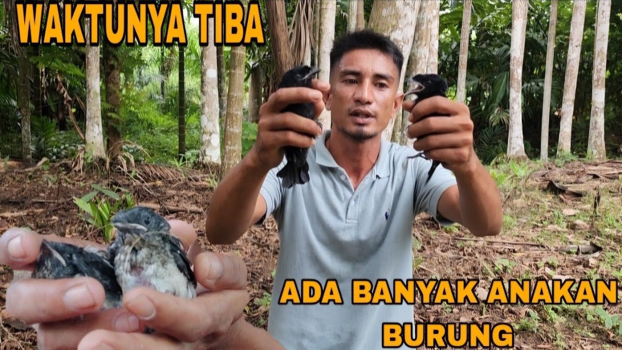 REJEKI TAK TERDUGA_PANEN ANAKAN BURUNG MAHAL😍