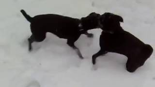 Mops Vs.patterdale Terrier
