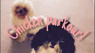 Chicken Parkour! | Complete the obstacle courses for chicken!