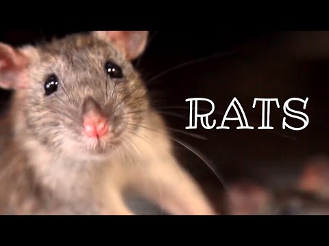 Video: What are rats? The rat is grey. Rats decorative