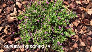 Cuphea hyssopifolia. Garden Center online Costa Brava - Girona.(Cuphea hyssopifolia. Garden Center online Costa Brava - Girona. Web: http://personalgardenshopper.es/, 2015-06-24T10:28:31.000Z)