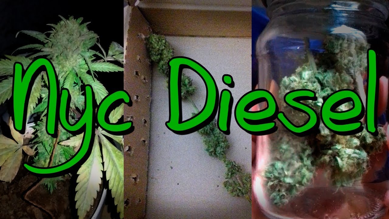 NYC Diesel - Colheita, Secagem e Cura
