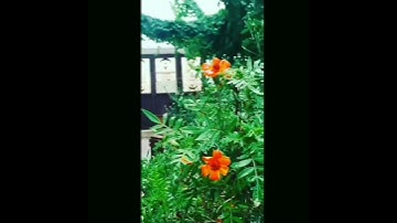 وَجَعَلْنَا ٱلَّيْلَ وَٱلنَّهَارَ ءَايَتَيْنِ - سورة الإسراء | أمير رمضان