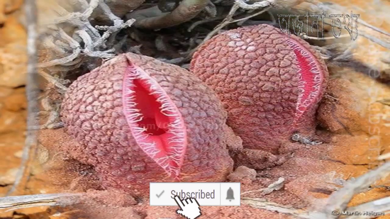 পৃথিবীর সবচেয়ে দুর্গন্ধময় ১০ টি ফুল Top 10 bad smelling flower in the world Bangla YouTube