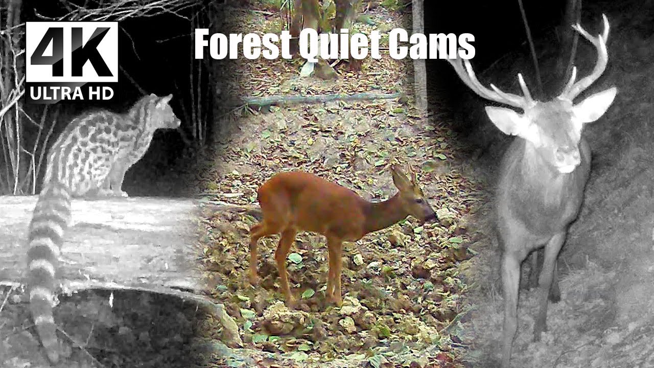 Roe Deer, Wild Boars, Stags & Rare Predators Caught on Trail Camera