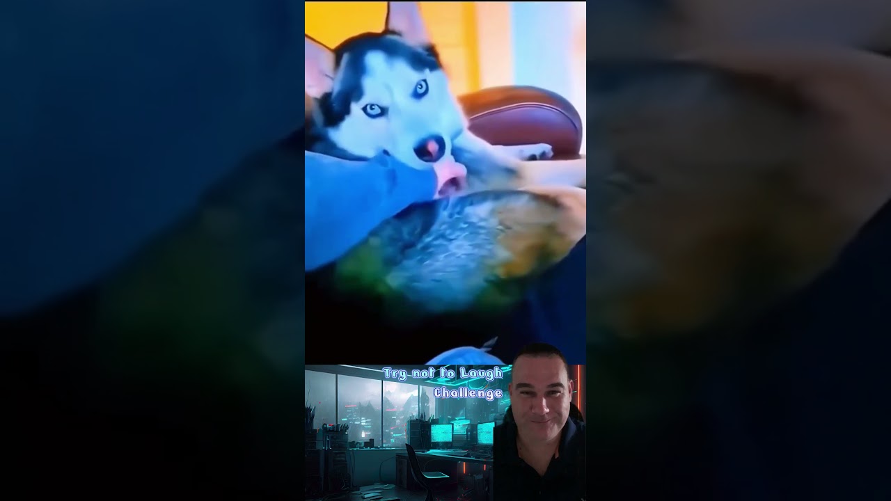 Funny cats and dogs Compilation