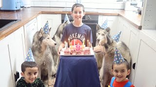 KITANA THE BLIND HUSKY'S 9TH BIRTHDAY PARTY! | LAMB LOIN CHOPS | RAW FOOD DIET! by lishieandfamily 253 views 3 months ago 4 minutes, 6 seconds