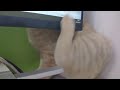 Dumb computer screen gets in the way of cat scratch