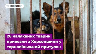 Евакуація собак: 26 наляканих тварин привезли з Херсонщини у тернопільський притулок