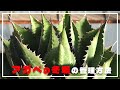 アガベの冬場の管理方法と育て方別の解説
