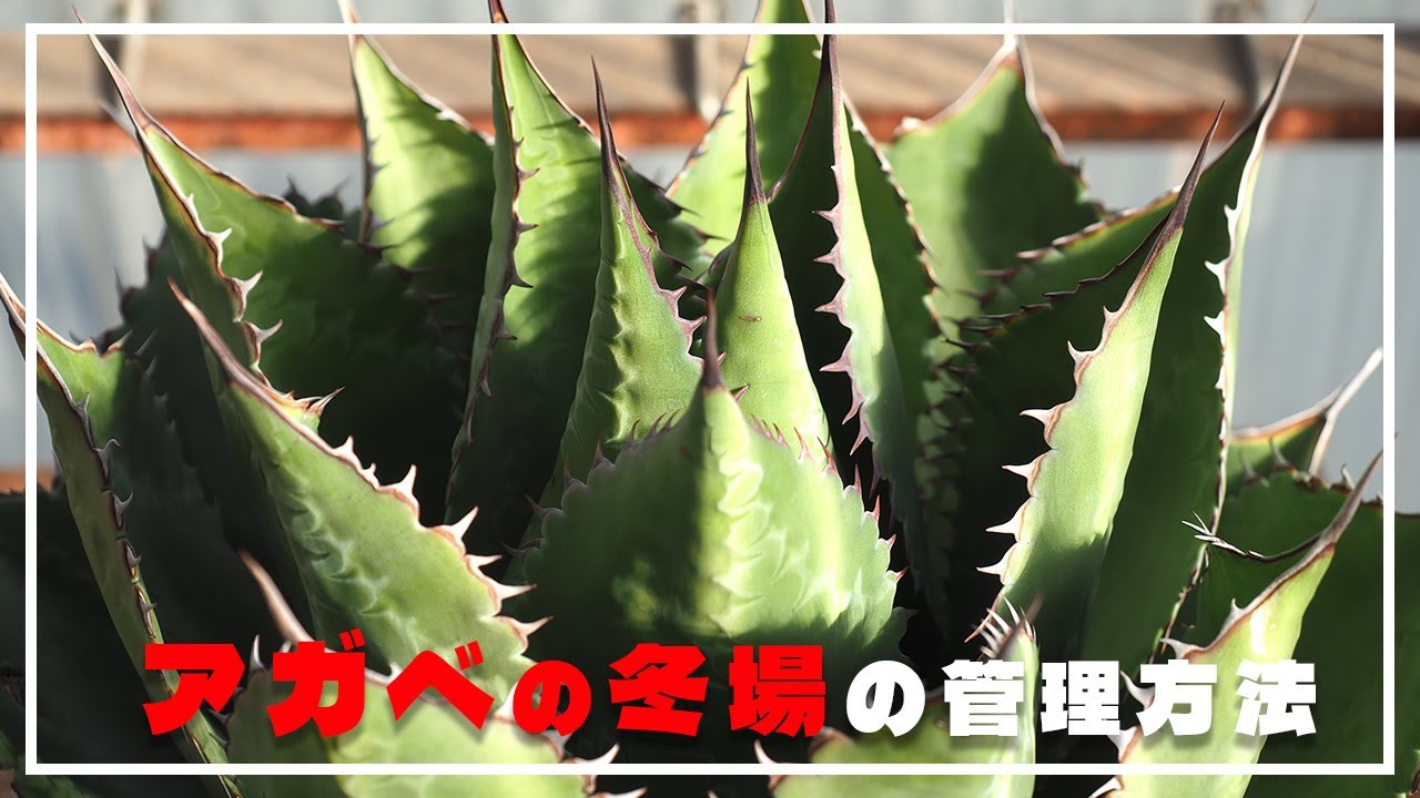 アガベの冬場の管理方法と育て方別の解説