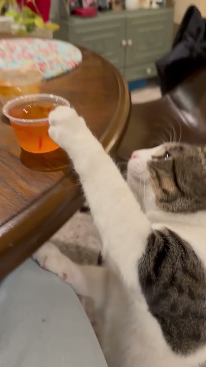 Kittyo like no type show love to my enemy