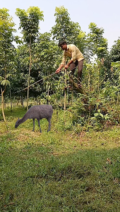 village jungle sheep catching part 515 😱 #viral #animal #jungle #shorts_ #wildlife #vfx