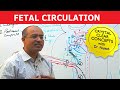 Fetal Circulation - Embryology