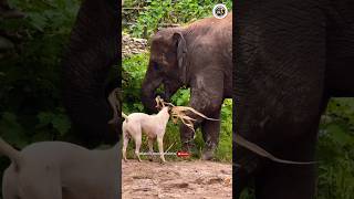 Elephant baby funny action 🐘🤪 Discover the Wild Animals  #trendingshorts #viralshort #wildanimals