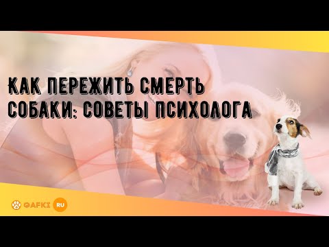 Видео: Как справиться с потерей слуха у старшей собаки