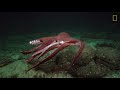 La sepia y el pulpo: dos cefalópodos fascinantes | National Geographic España