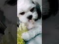 Cute dog adventure shih tzu luchi eating vegetable shorts