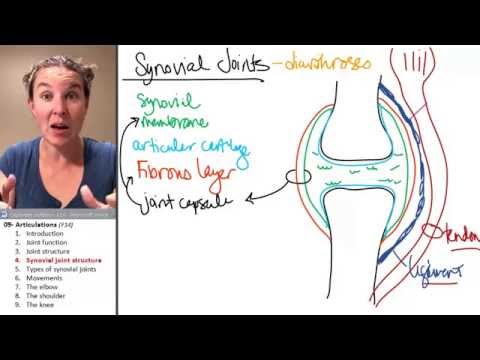 Articulations 4- Synovial joint anatomy
