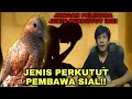 JENIS PERKUTUT PEMBAWA SIAL!! #perkutut #sirnasirrudin