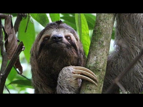 حيوان الكسلان تحت الماء