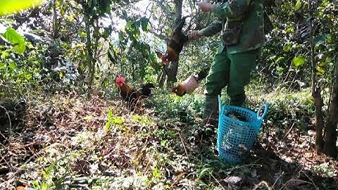 bẫy gà rừng mới nhất  8/2/2023