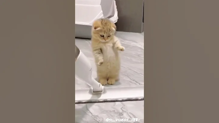 Watch the video about Cute kitten #trending #kitten #cat #shortvideo #cutecat #pets #kitty #viral #innocent #shorts #