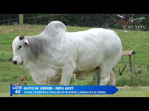 LOTE 40   GUTO M VERDE