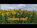 Поле ПОДСОЛНУХОВ и ОБЛАКА Таймлапс! Timelapse video!