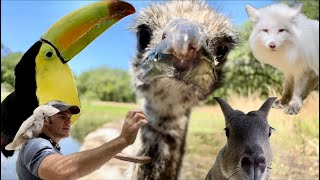 Emu bath, new bird toys, sanctuary vlog!