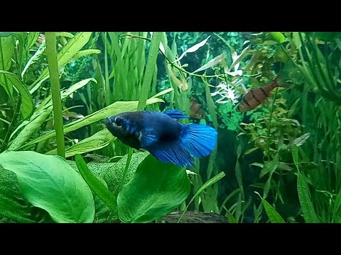 Аквариум (aquarium). Релакс видео для детей и взрослых