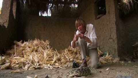 Austin Stevens with Puff Adder