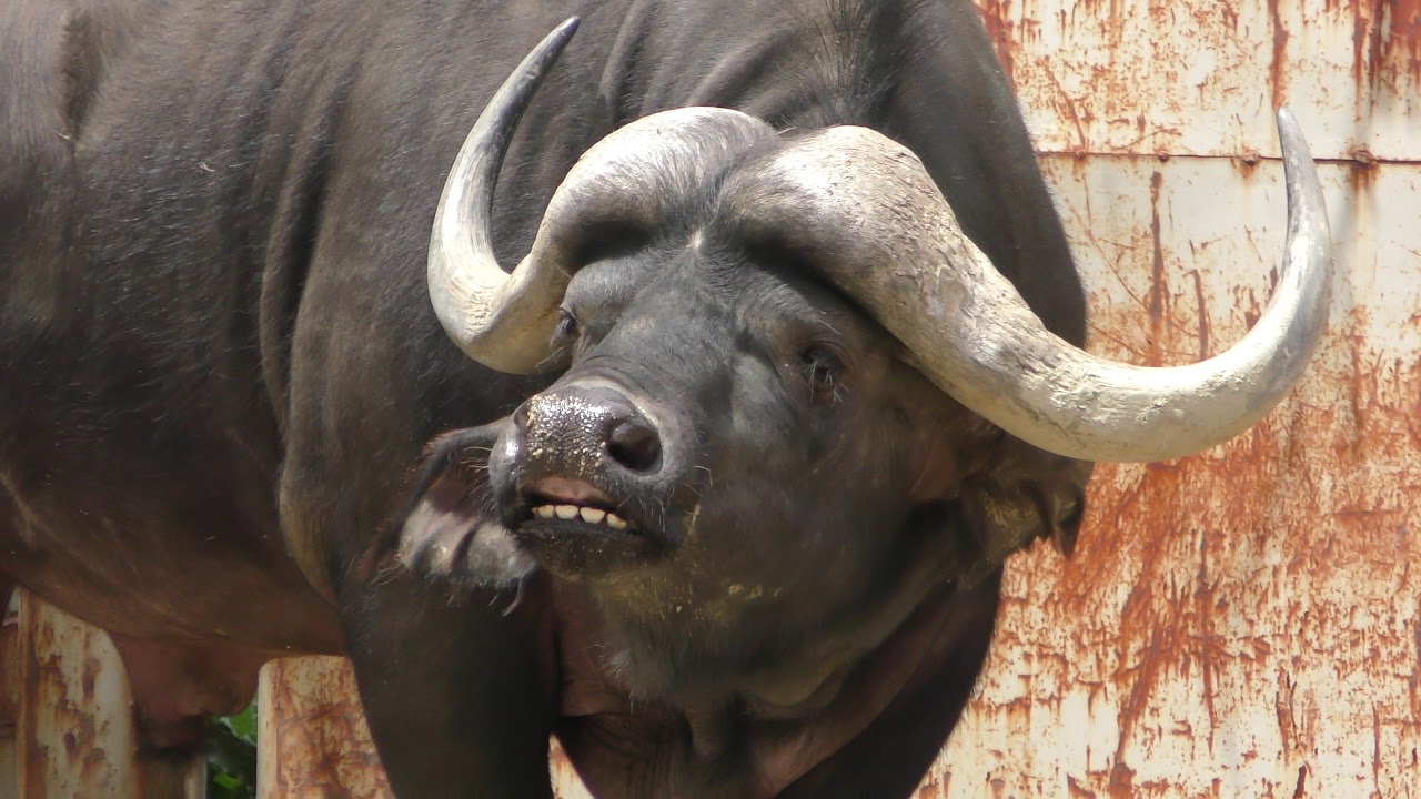 アフリカスイギュウ 広島市安佐動物公園 18年5月日 Youtube