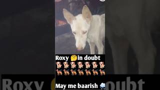 Roxy may me baarish🌧|@Smartdogroxy #smartdogroxy #raindaynaturevideo #petme #cutepups #carepets